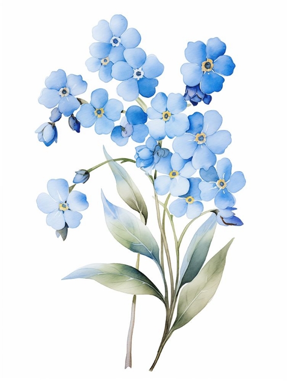 Picture of FORGET ME NOT FLOWER 3