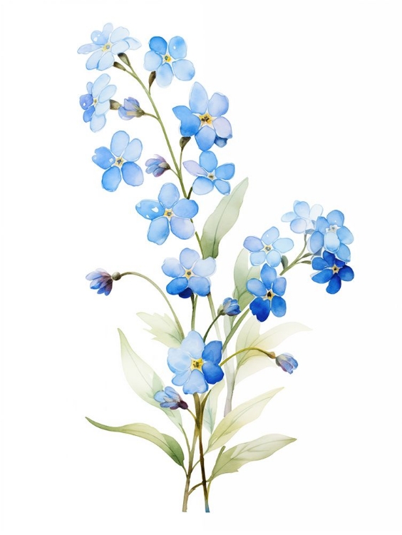 Picture of FORGET ME NOT FLOWER