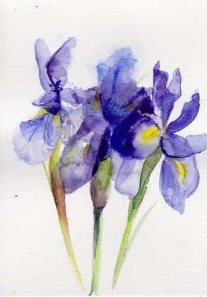 Picture of IRIS FEBRUARY I