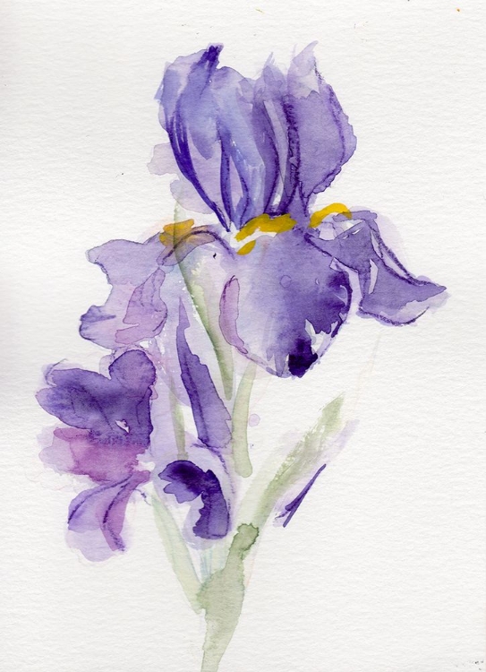 Picture of IRIS FEBRUARY II