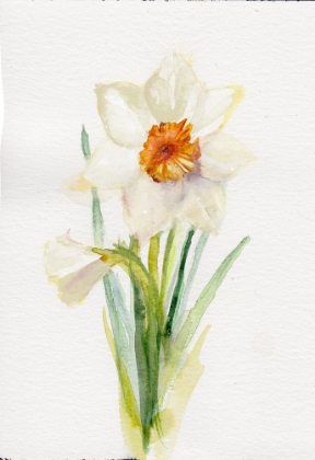 Picture of NARCISSUS DECEMBER