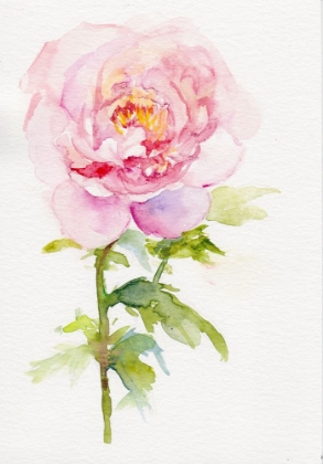 Picture of PEONY NOVEMBER