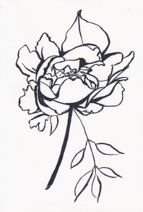 Picture of BLACK AND WHITE PEONY SMALL