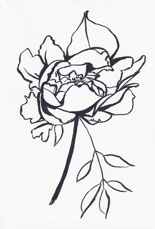 Picture of BLACK AND WHITE PEONY