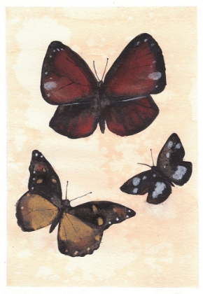 Picture of BUTTERFLY STUDY NO2