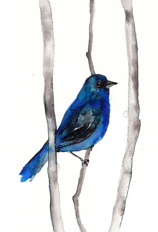 Picture of INDIGO BUNTING