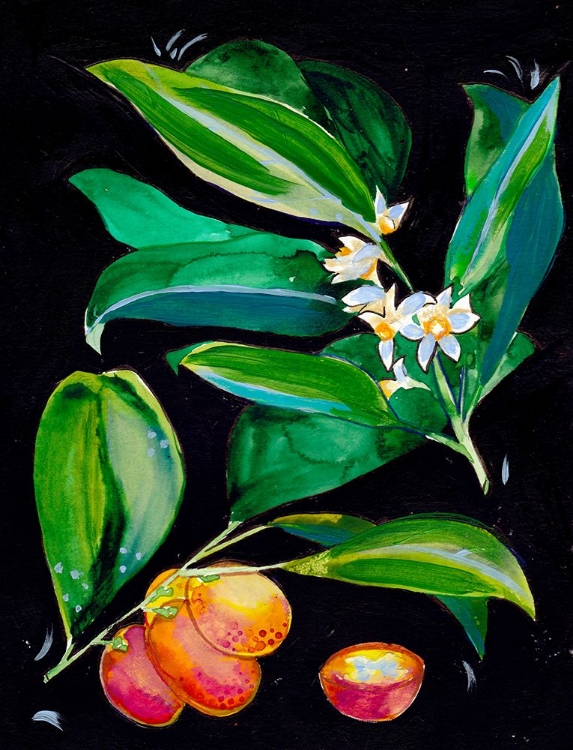 Picture of KUMQUAT SMALL