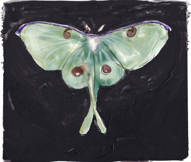 Picture of LUNA MOTH