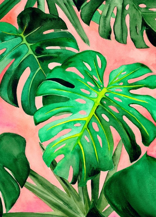 Picture of MONSTERA