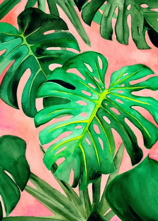 Picture of MONSTERA LARGE