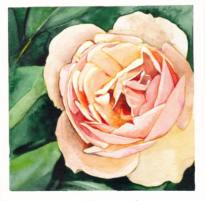 Picture of PEACH ROSE