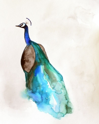 Picture of PEACOCK