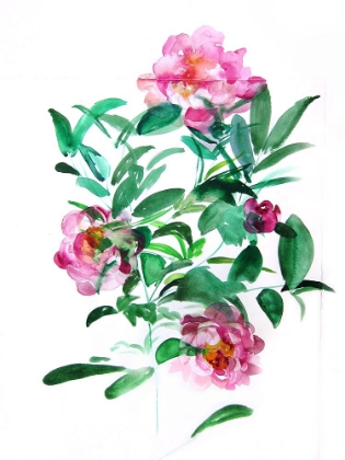 Picture of PEONIES