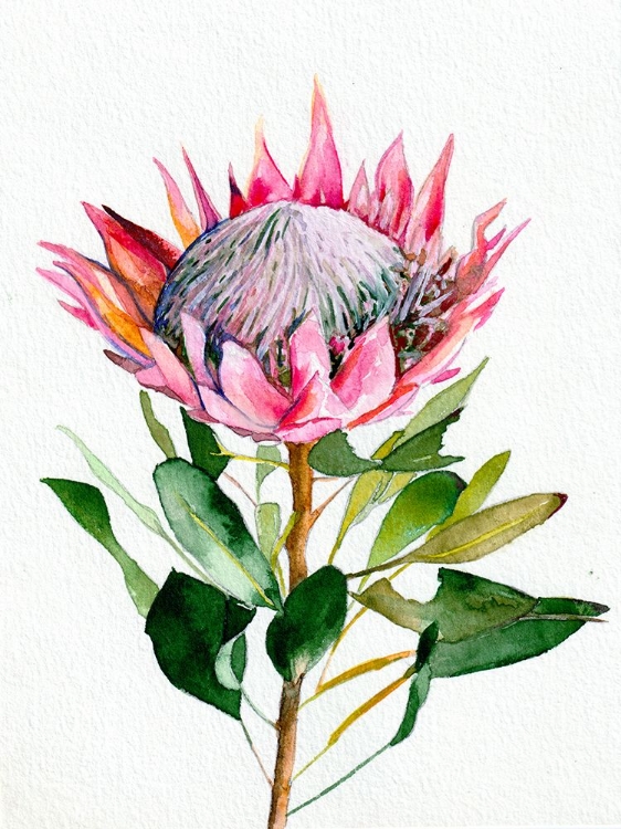 Picture of PROTEA