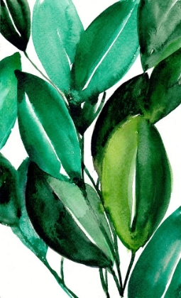 Picture of RUBBER TREE PLANT