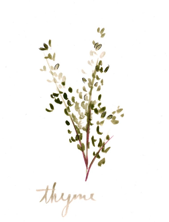 Picture of THYME1