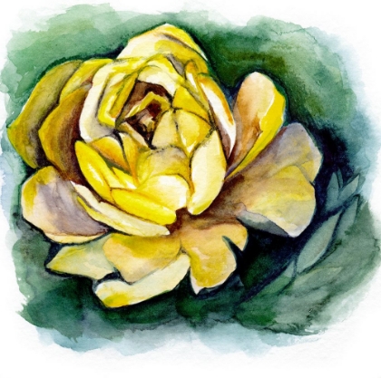 Picture of YELLOW PEONY