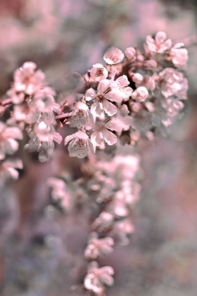 Picture of CHERRY BLOSSOM