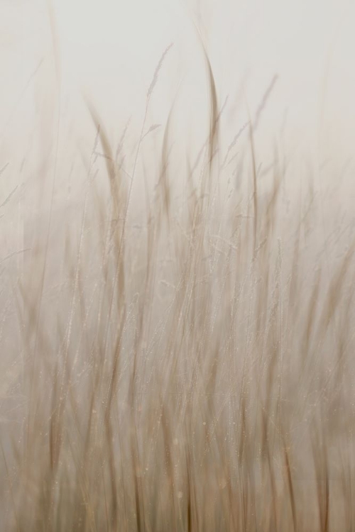 Picture of MEADOW GRASS