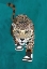 Picture of JAGUAR PROWLING IN HIGH TOP SNEAKERS