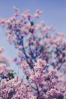 Picture of SPRING LILAC FLOWERS AND BLUE SKY