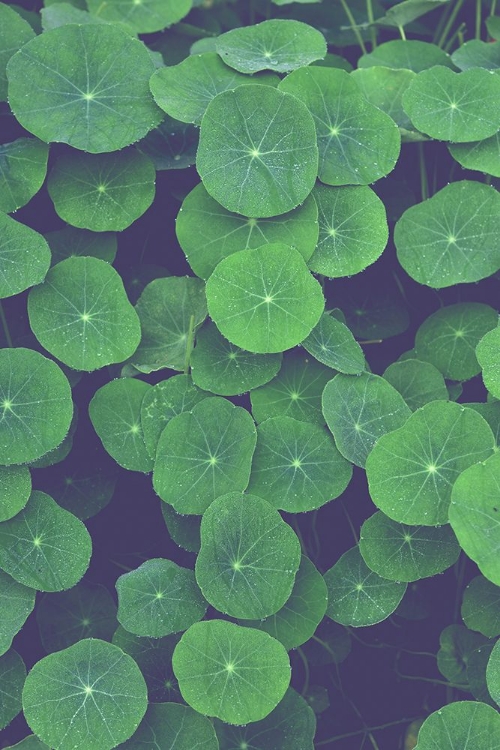 Picture of NASTURTIUM LEAVES