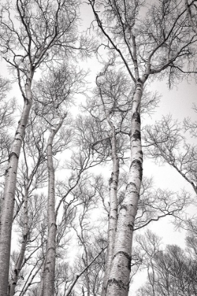 Picture of BIRCH TREES