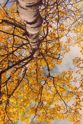 Picture of TREES BECAME CLOTHED IN GOLDEN LEAVES