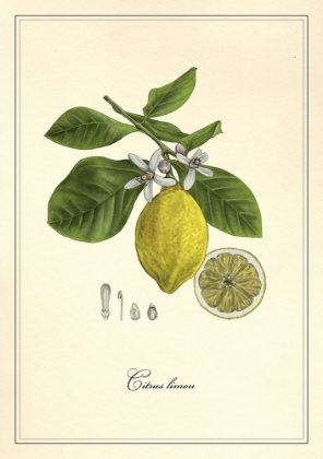 Picture of LEMON