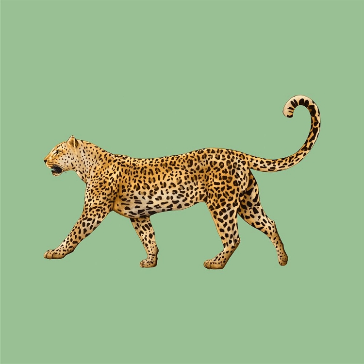 Picture of LEOPARD