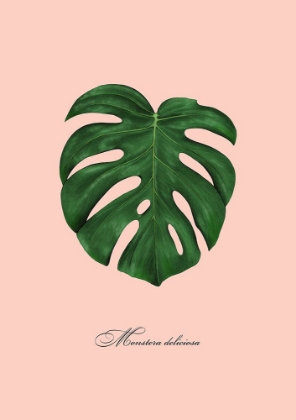 Picture of MONSTERA