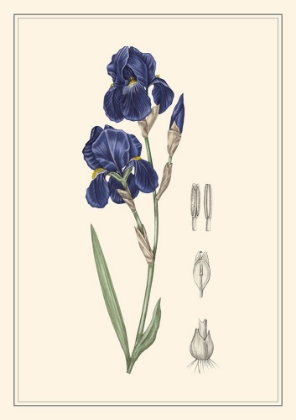 Picture of IRIS