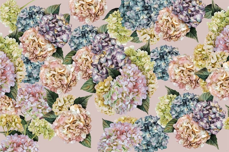 Picture of HYDRANGEAS_PINKY