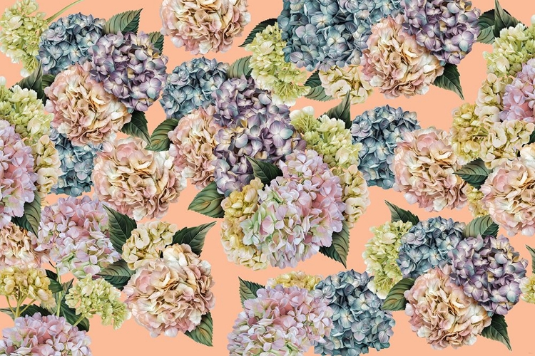 Picture of HYDRANGEAS_PEACH FUZZ