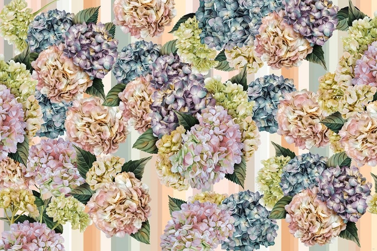 Picture of HYDRANGEAS_STRIPES