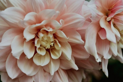 Picture of PINK DAHLIA FLOWERS