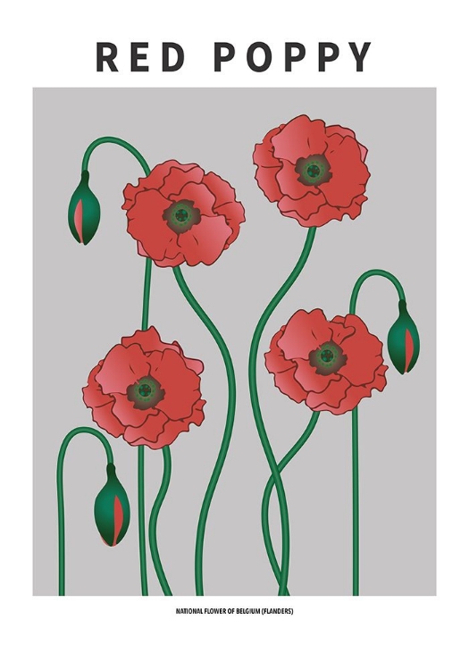 Picture of RED POPPY - NATIONAL FLOWER OF BELGIUM