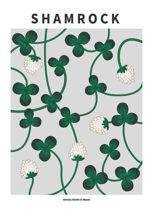 Picture of SHAMROCK - NATIONAL FLOWER OF IRELAND