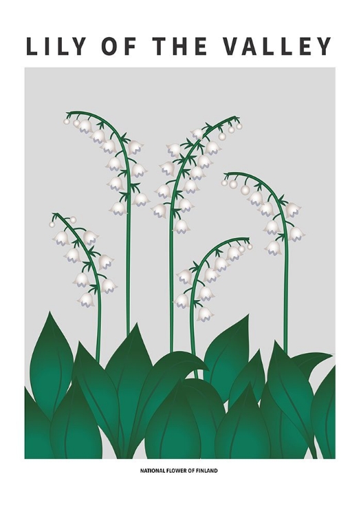 Picture of LILY OF THE VALLEY  - NATIONAL FLOWER OF  FINLAND