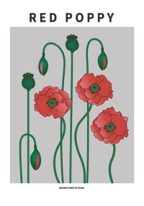 Picture of RED POPPY - NATIONAL FLOWER OF POLAND