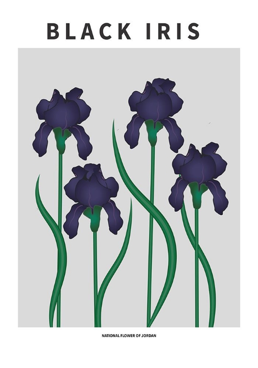 Picture of BLACK IRIS - NATIONAL FLOWER OF JORDAN