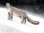 Picture of SNOW LEOPARD