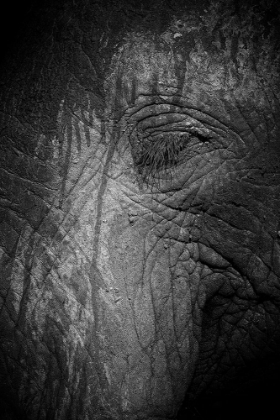 Picture of BLACK AND WHITE CLOSE UP OF AN ELEPHANTS EYE