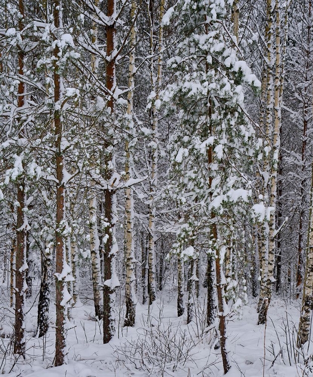 Picture of SWEDISH SNOW TREES