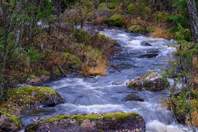 Picture of WILD STREAM