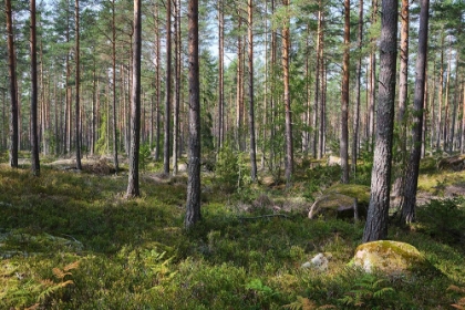 Picture of SWEDISH FORREST