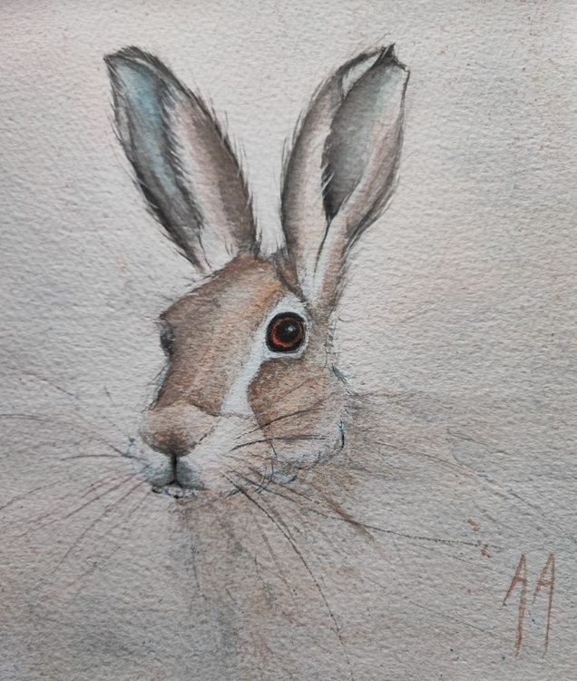 Picture of HARE