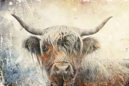Picture of COW HIGHLAND ILLUSTRATION ART 01