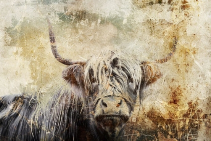 Picture of COW HIGHLAND ILLUSTRATION ART 03