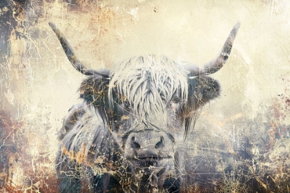 Picture of COW HIGHLAND ILLUSTRATION ART 04